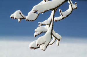 snow on a branch